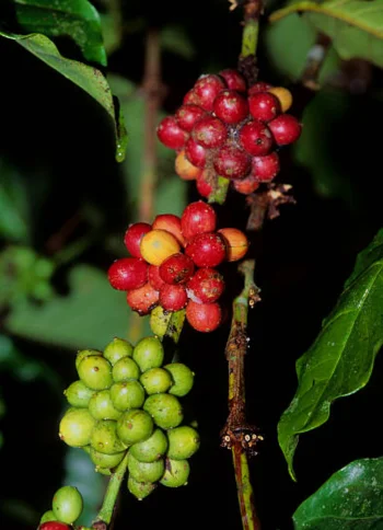 2-Day Coffee and Chocolate Route-gallery-1