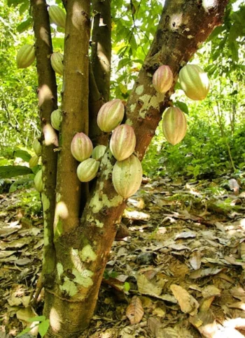 2-Day Coffee and Chocolate Route-gallery-6